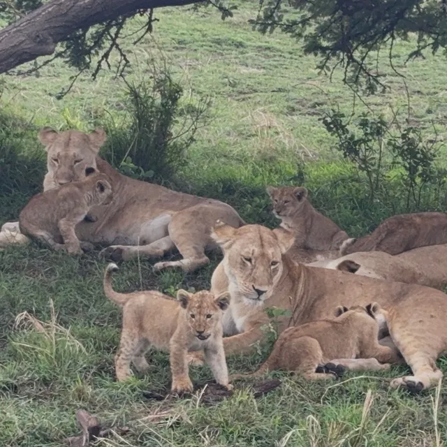 Serengeti Tanzanie