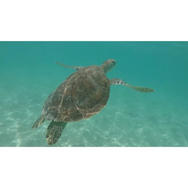 Un rêve éveillé à l'île Maurice