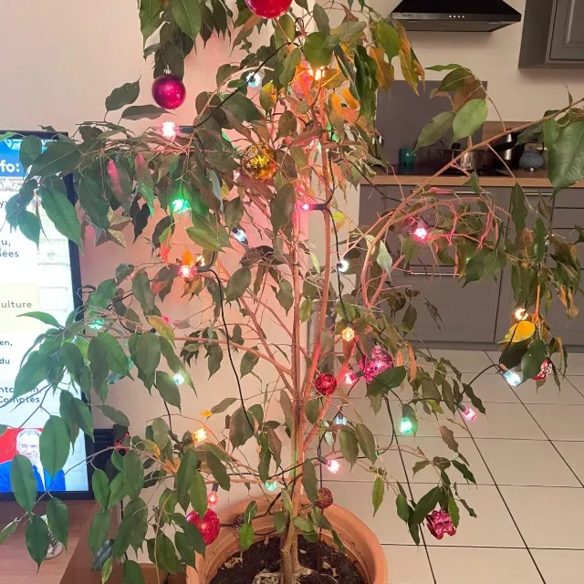 Mon ficus de Noël