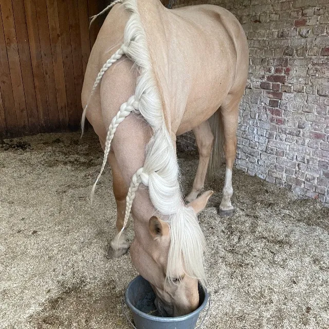 À cheval !