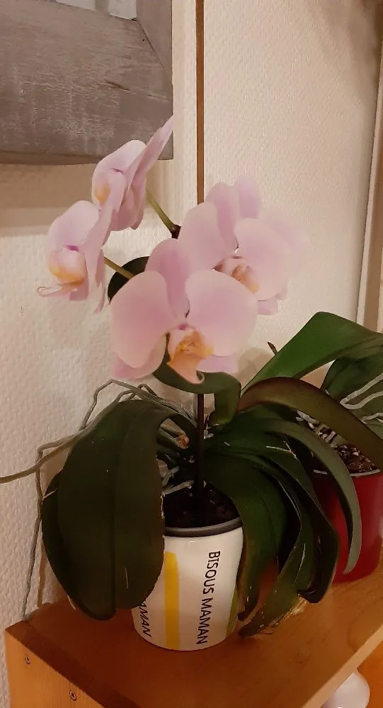 Mes orchidées