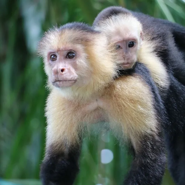 Un voyage plein de nature au Costa Rica