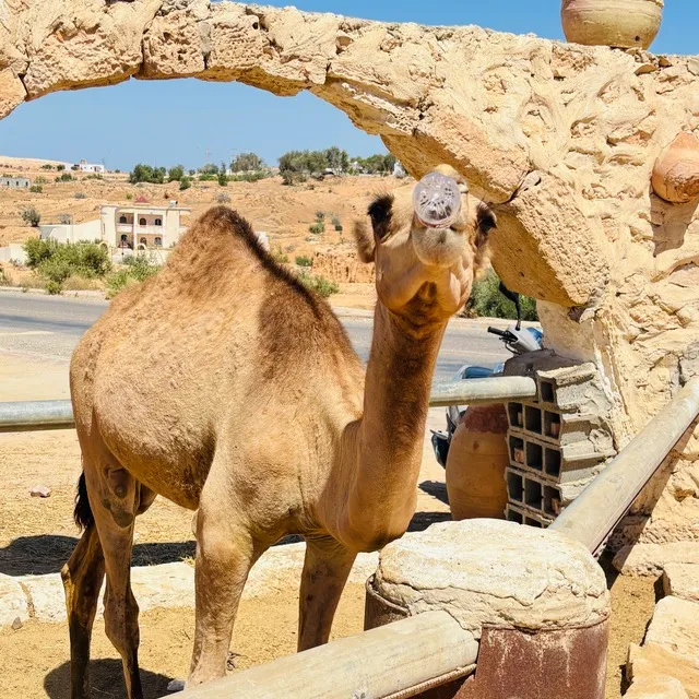 Donner de l’eau à un dromadaire à Djerba