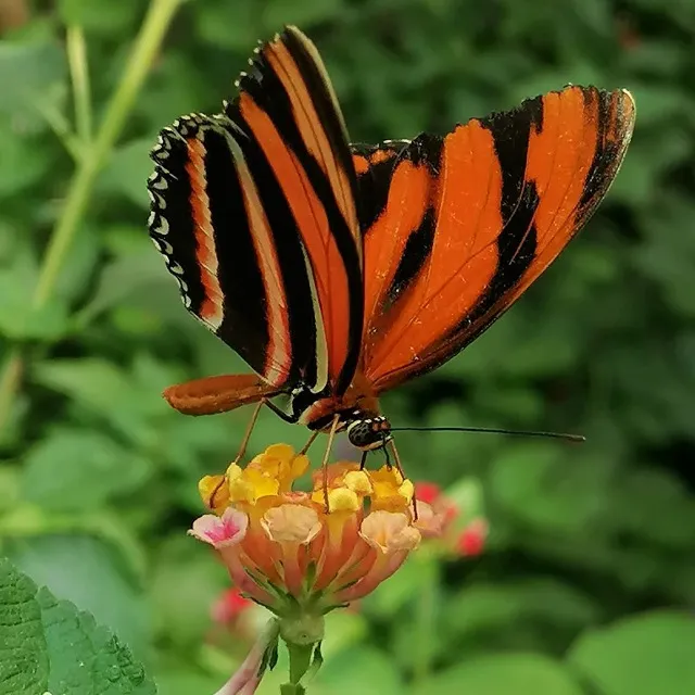 Papillon