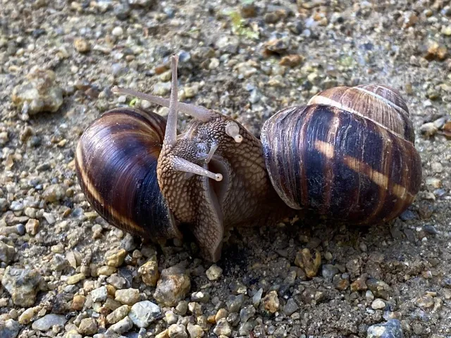 L’escargot 🐌