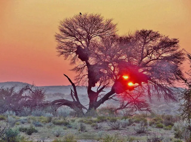 Le kagalagadi désert frontalier Afrique du Sud botwana Namibie