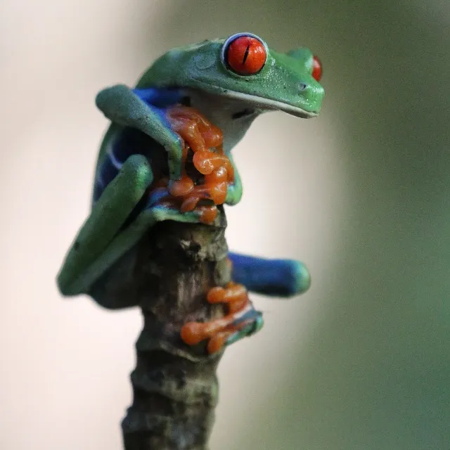 Grenouille de Costa Rica