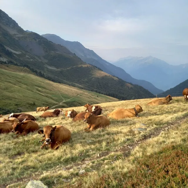 Voyage au cœur des Alpes