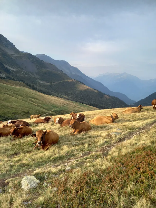 Voyage au cœur des Alpes
