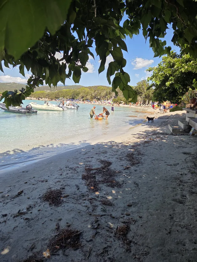 La corse