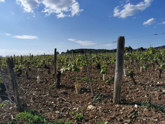 Balade dans les vignes