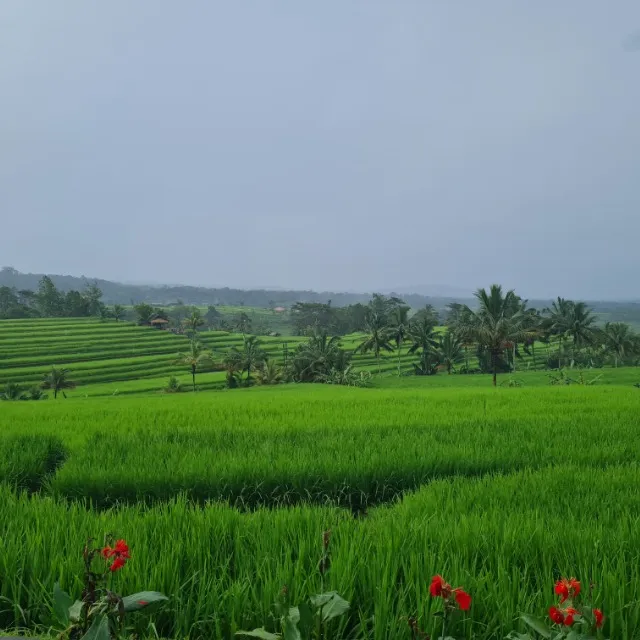 Bali