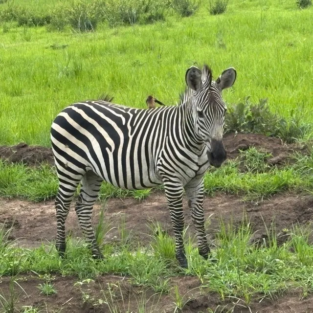 Tanzanie réserve de Kioumi