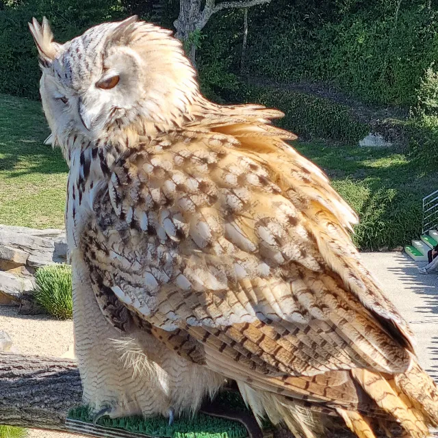 Zoo de Beauval (41)