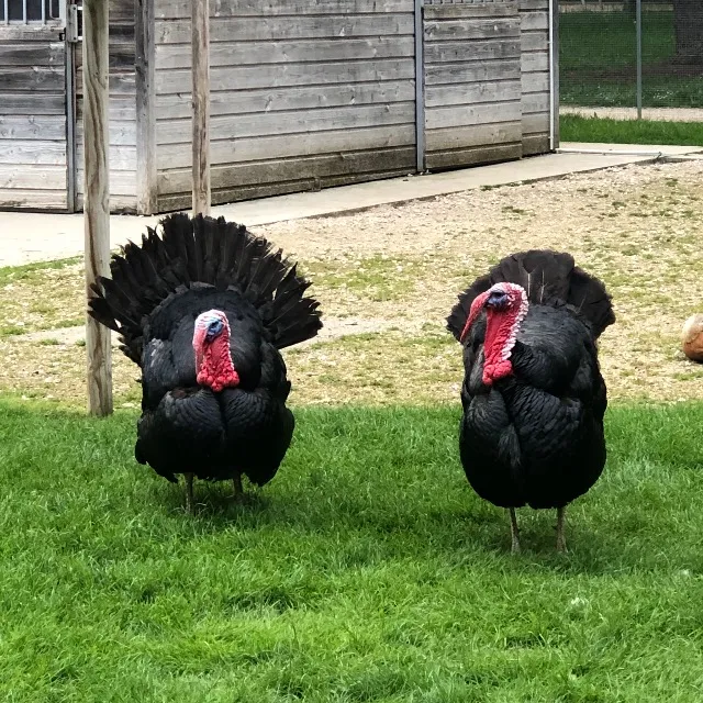 Les deux frères