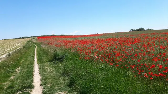 Des espaces de verdure et de couleurs