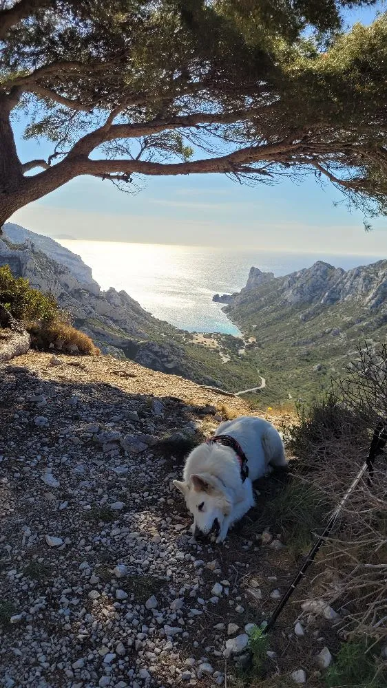 Photos de mes randonnées avec mon chien