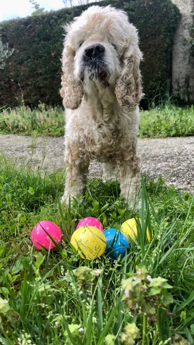 Pâques 🐶