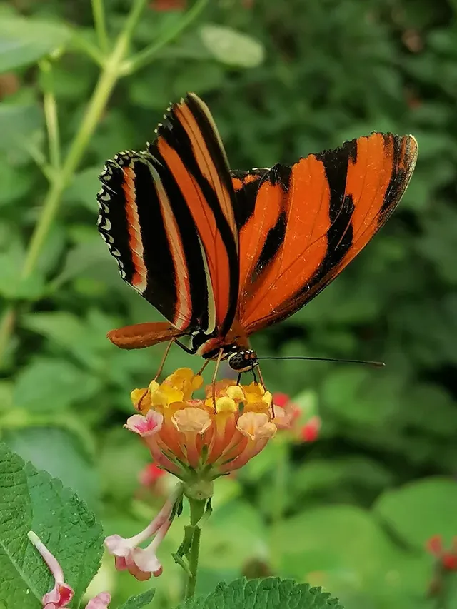 Papillon