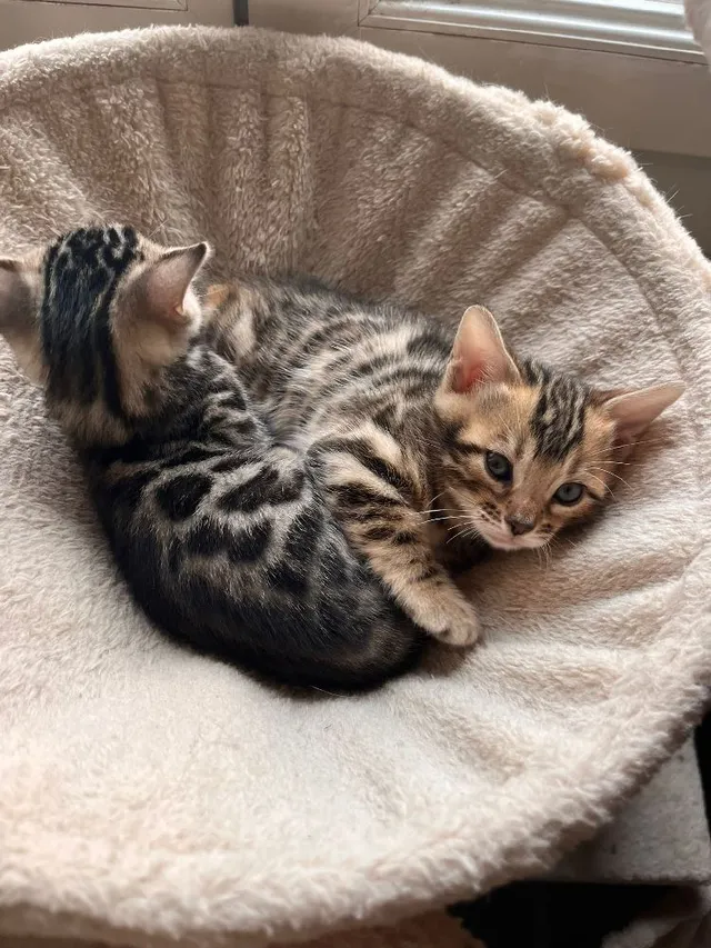 Mes bébés Bengal