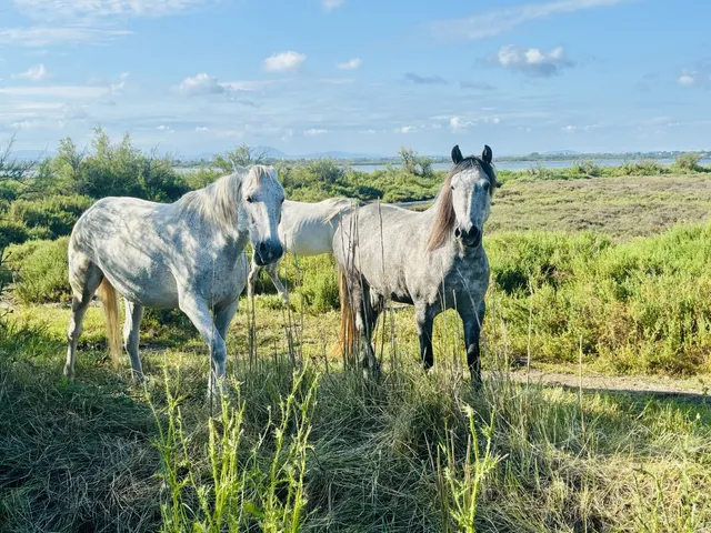 L.Herault en été