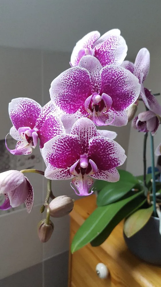 Mes orchidées