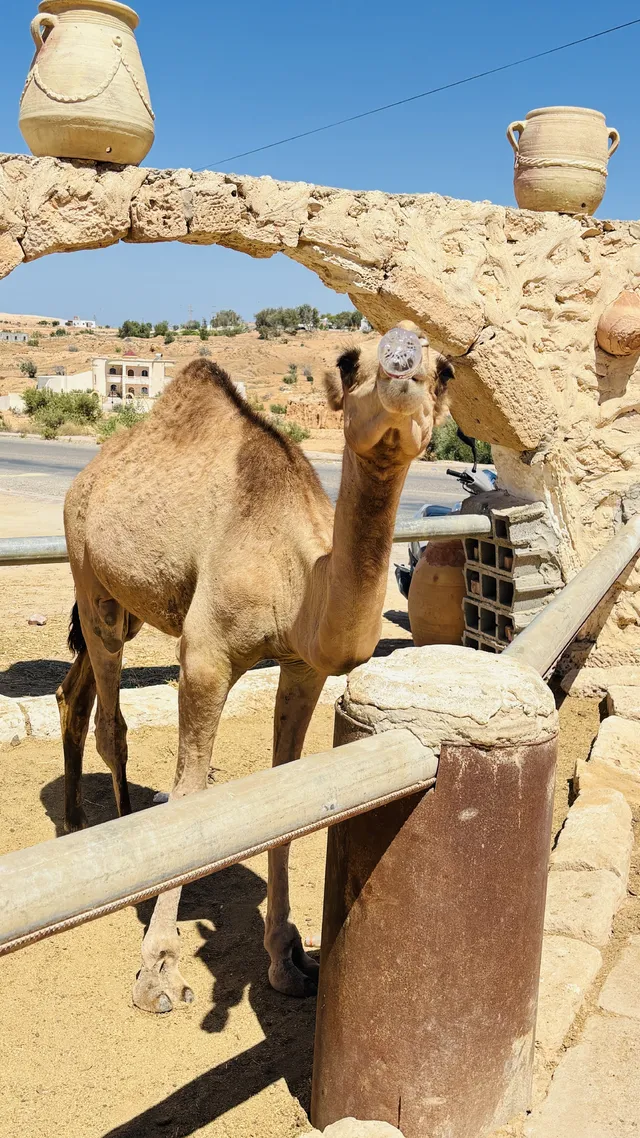 Donner de l’eau à un dromadaire à Djerba