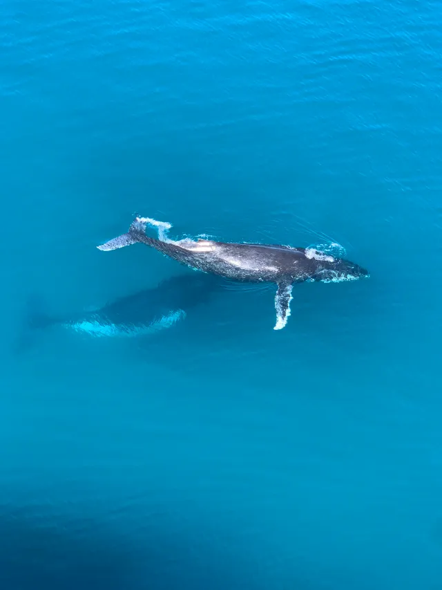 Y a-t-il une vie après la Baleine de Sables ?