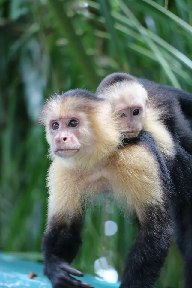 Un voyage plein de nature au Costa Rica