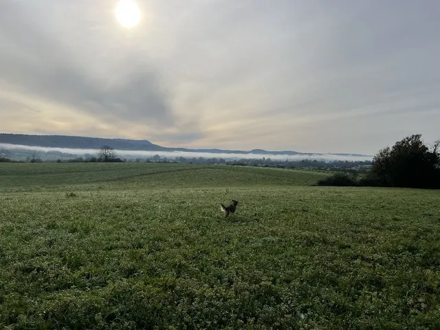 Randonnée avec mes chiens et mon mari