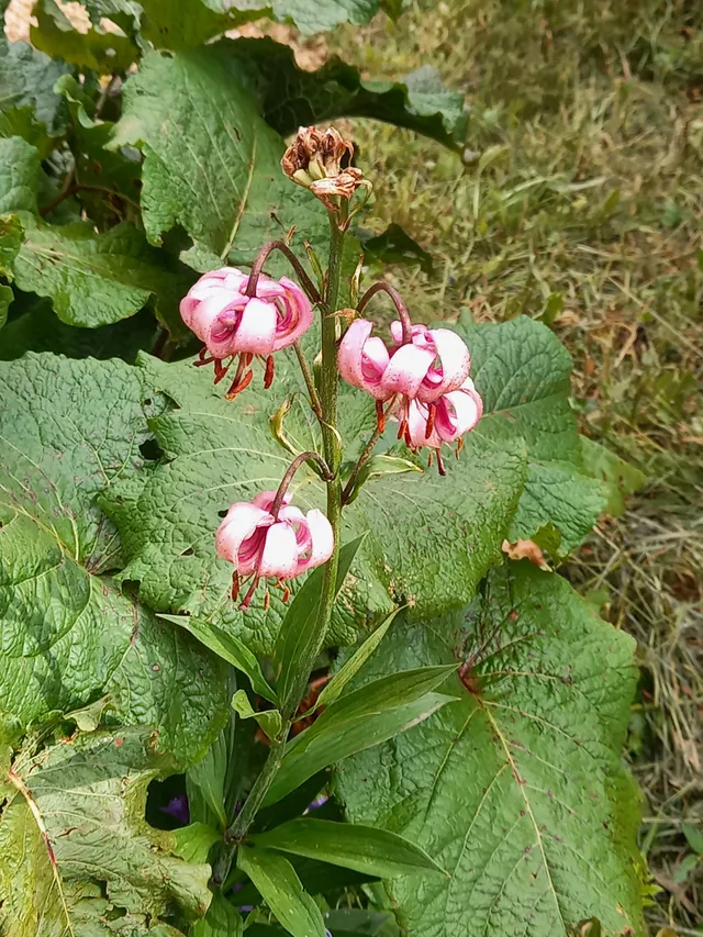 Le jardin du Lautaret dans les hautes Alpes