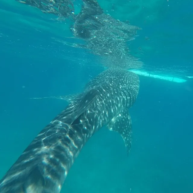 Whales shark