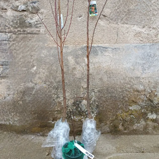 Prêts à planter 🌳