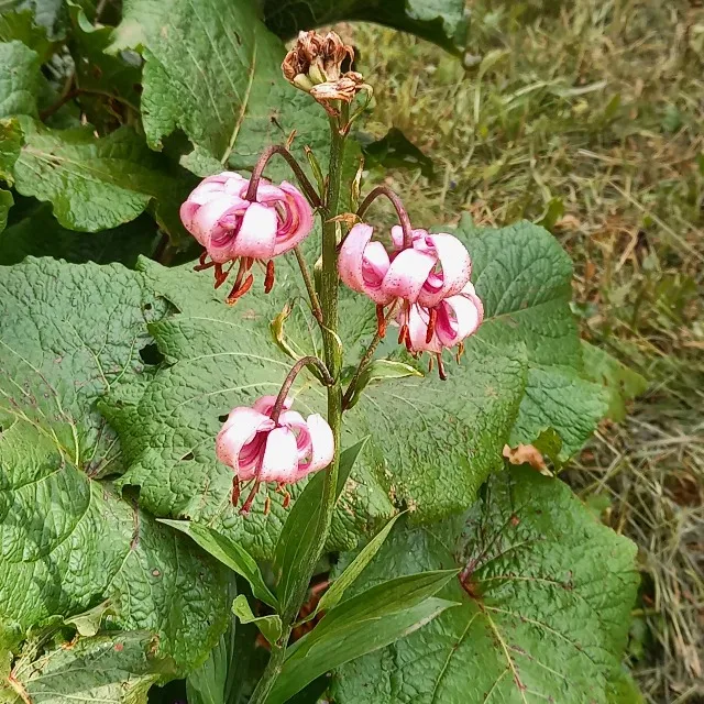 Le jardin du Lautaret dans les hautes Alpes