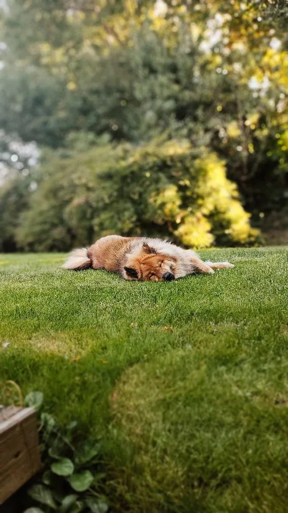 Passion Photographie Animalière 📷🐕🐶