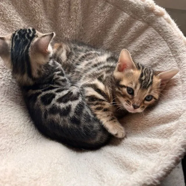 Mes bébés Bengal