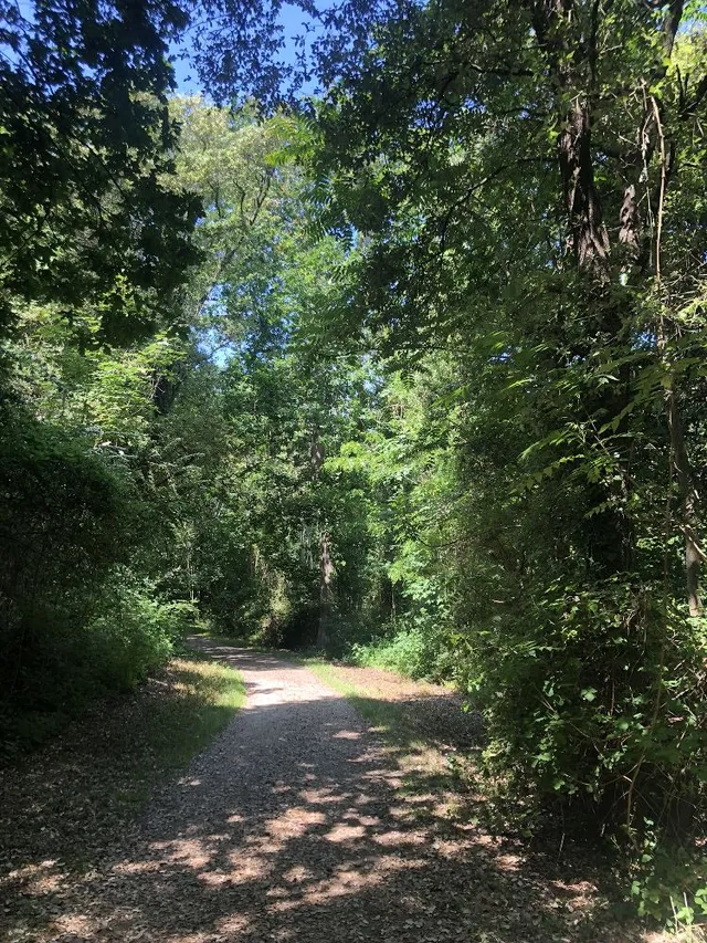 Le chemin en forêt qui mène à la plage