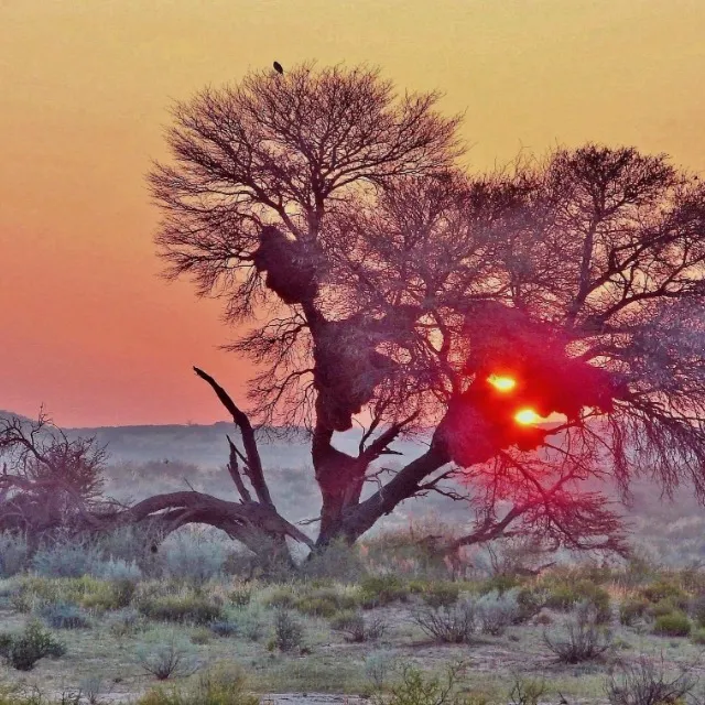 Le kagalagadi désert frontalier Afrique du Sud botwana Namibie