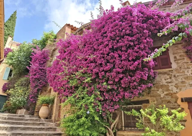 Bormes les mimosas