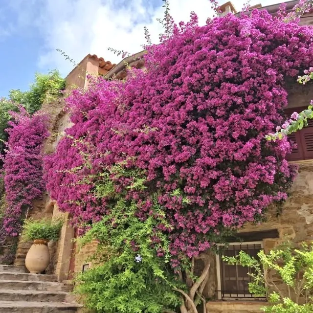 Bormes les mimosas