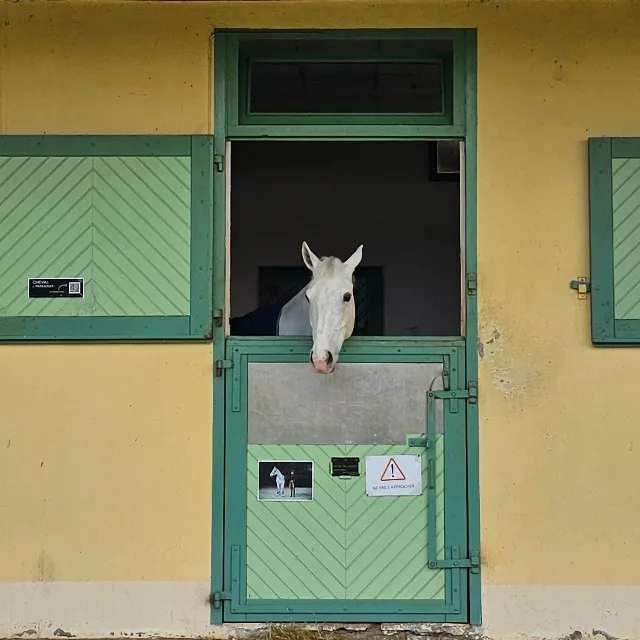 Saumur, entre château et chevaux