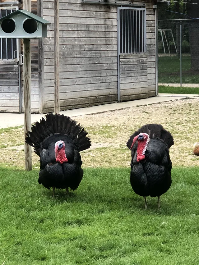 Les deux frères