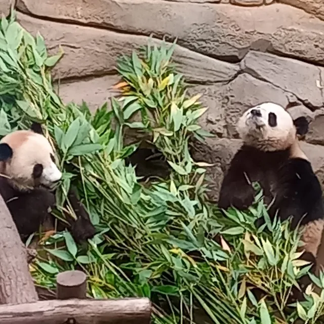 Zoo de Beauval