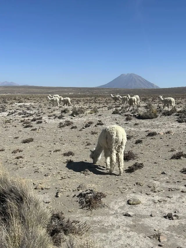 Le voyage, et les animaux