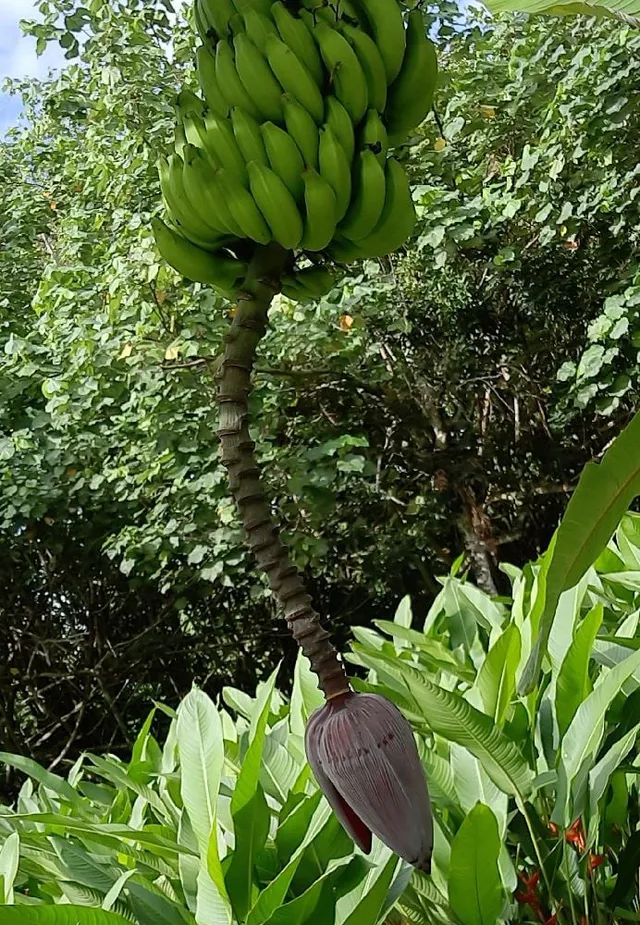 la Polynésie française - Raiatea