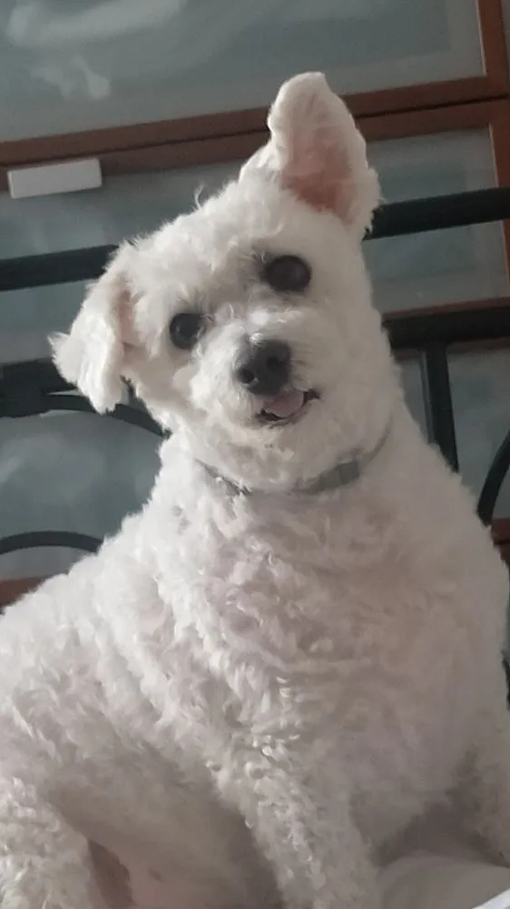 Ma passion à vie : Manolo mon bichon 💕