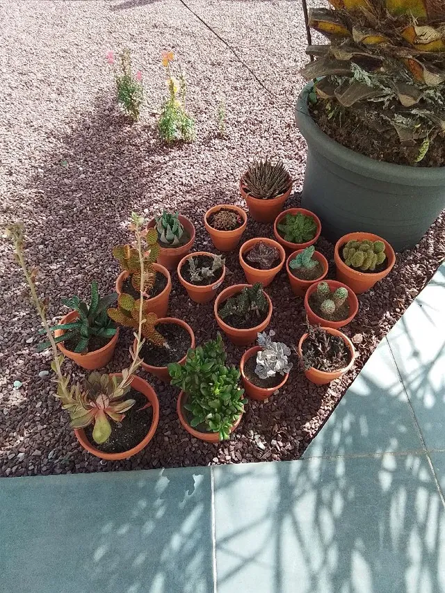 Les cactus, ma passion !