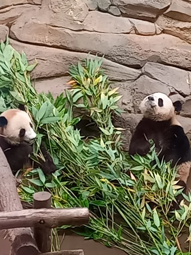 Zoo de Beauval