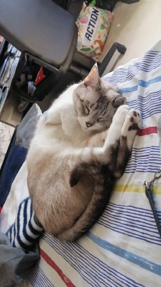 Mon chat et ses positions particulières pour dormir