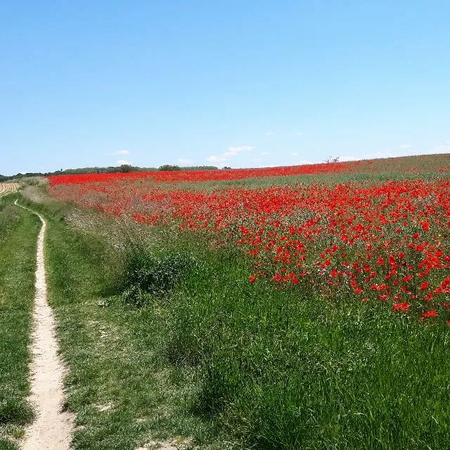 Des espaces de verdure et de couleurs